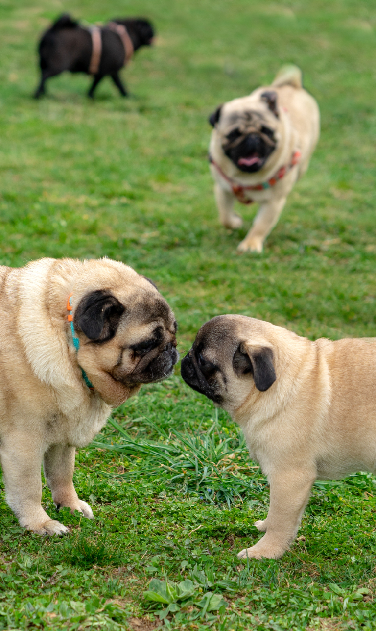 Ljt Dogwalks & Pet Day Care