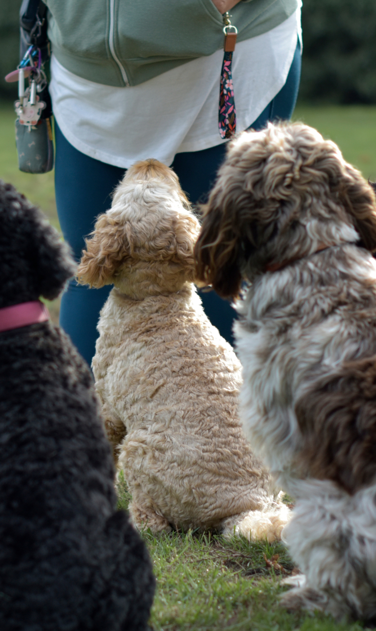 Ljt Dogwalks & Pet Day Care